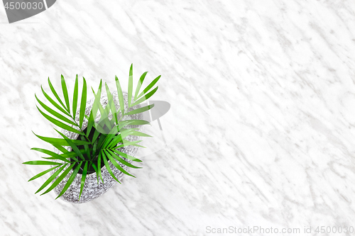 Image of Parlor palm leaves in a granite vase on marble background