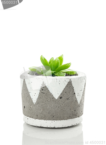 Image of Green succulent plant in a hand-painted concrete pot