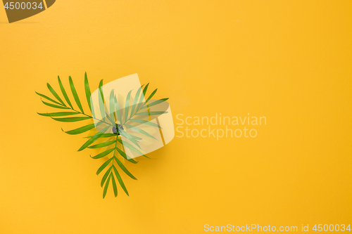 Image of Palm leaves in a vase on a joyful yellow background