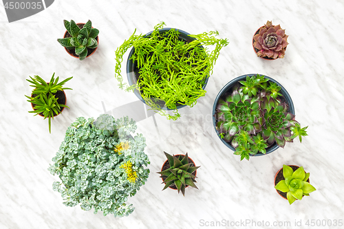 Image of Big and small succulent plants on marble background