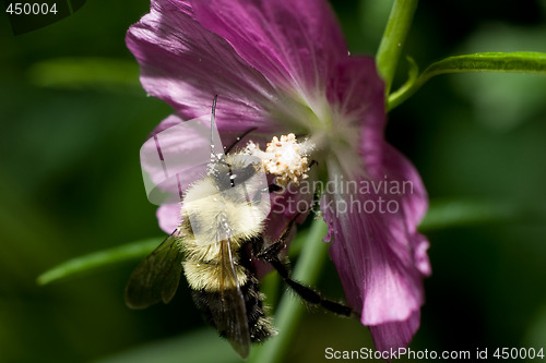 Image of Bumblebee