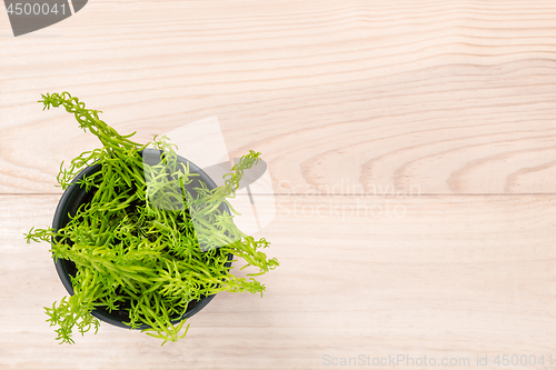 Image of Green succulent plant on wooden background
