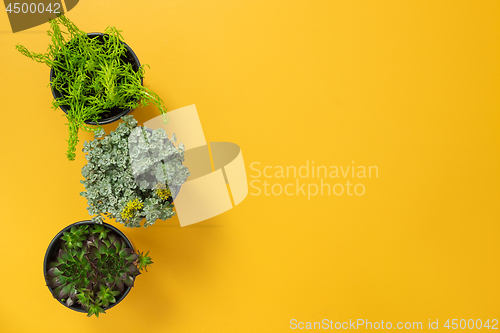 Image of Three green succulent plants on yellow background