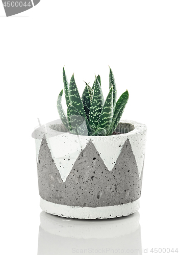 Image of Dotted aloe plant in a handmade concrete pot