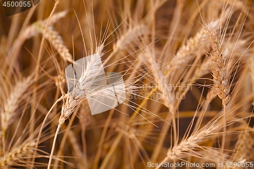 Image of Wheat field detail