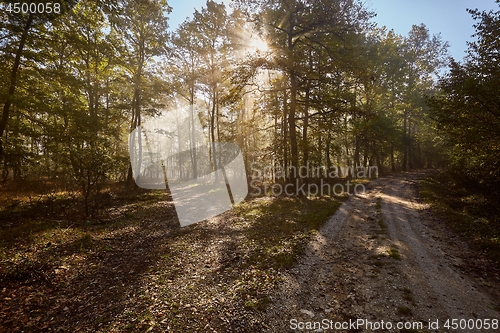 Image of Forest with light rays