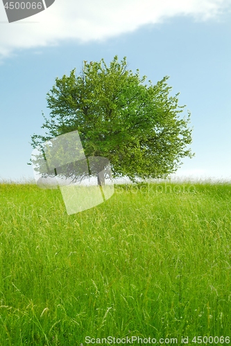 Image of Tree on a field