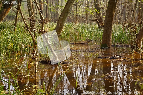 Image of Swamps with trees