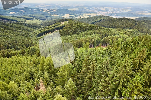 Image of Forest Landscape in the Hills