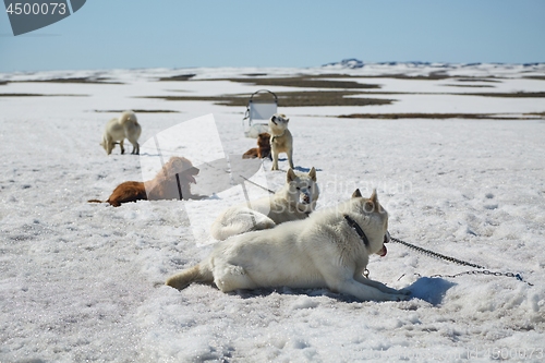 Image of Dog sledge having a stop