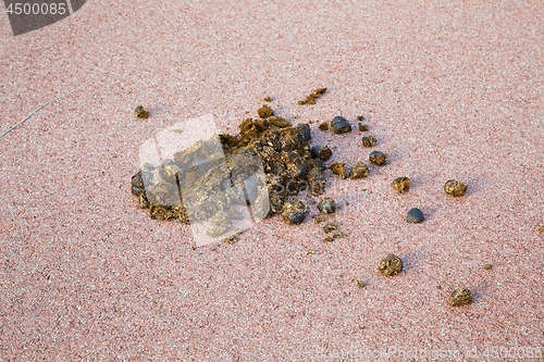 Image of Horse dung on the raod