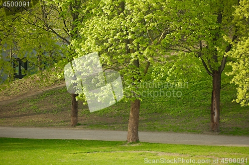 Image of Green tree in a park