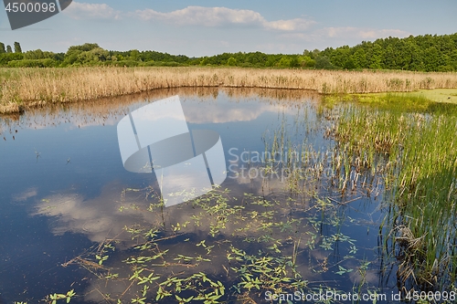 Image of Swamp with plants growing