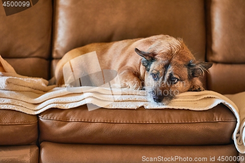 Image of Dog resting on the couch