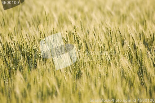 Image of Wheat field closeup