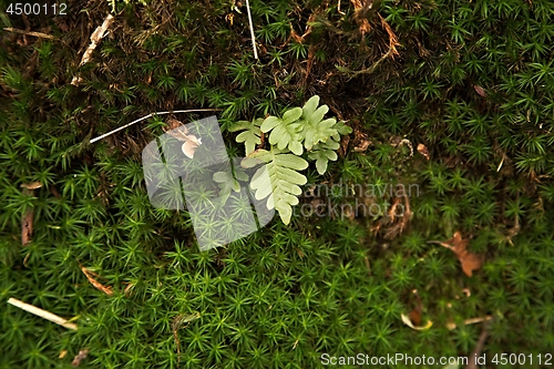 Image of Moss layer closeup