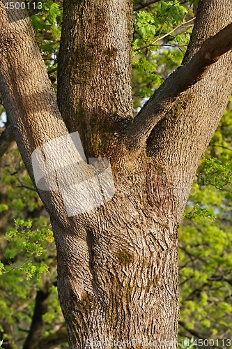 Image of Old tree trunk in a forest