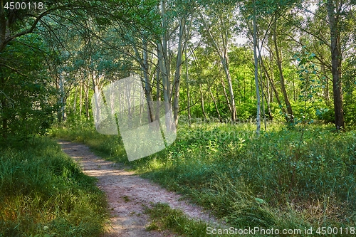 Image of Forest walking route