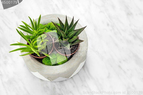Image of Handmade concrete planter with succulents and moss
