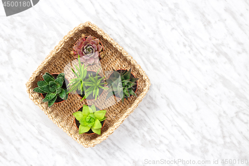 Image of Succulent plants in a basket on marble background