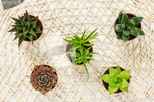 Image of Mini succulent plants on natural mesh background