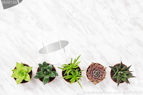 Image of Row of mini succulent plants on marble surface