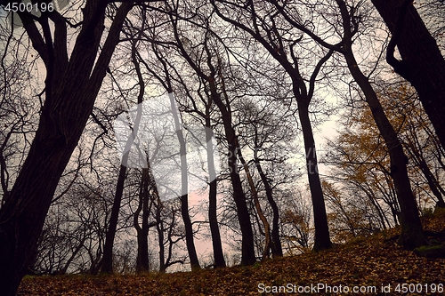 Image of Bare trees against gloomy sky