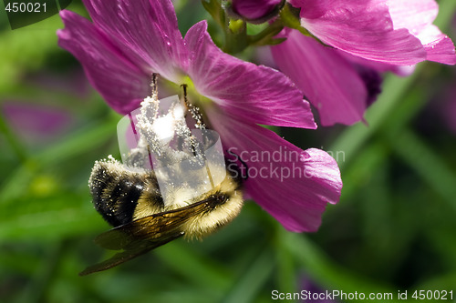 Image of Collecting Pollen