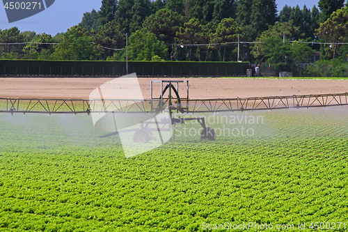 Image of Salad Field Irrigation