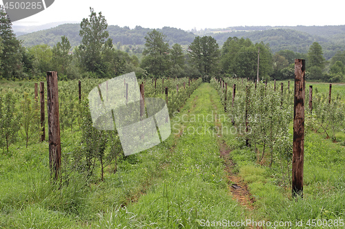 Image of Fruits Farming