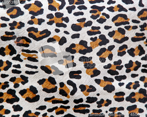 Image of Leopard Pattern