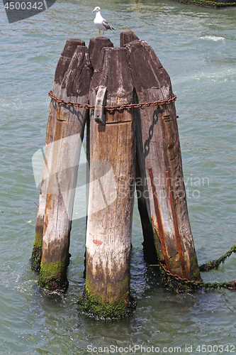 Image of Wooden Pillars Venice