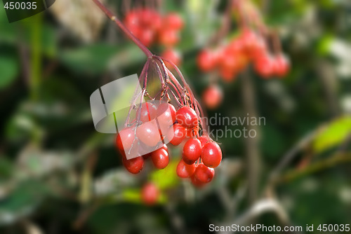 Image of Crab Apples