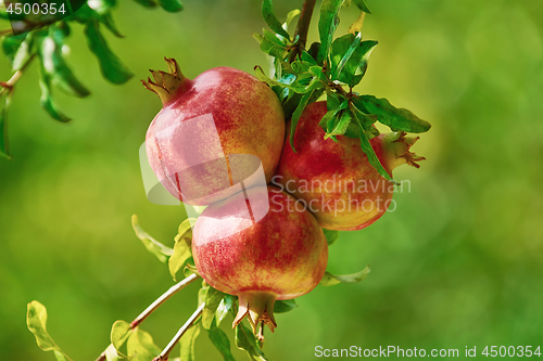 Image of Mature Pomegranate Fruits