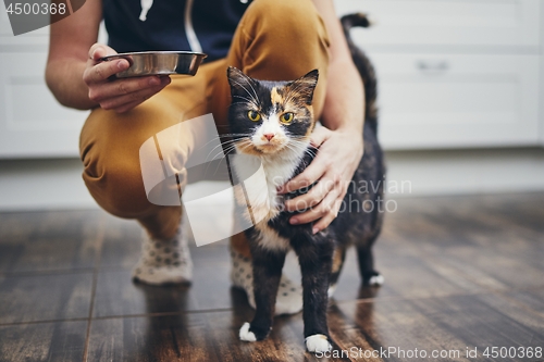 Image of Domestic life with cat