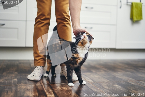 Image of Domestic life with cat