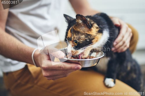 Image of Domestic life with cat