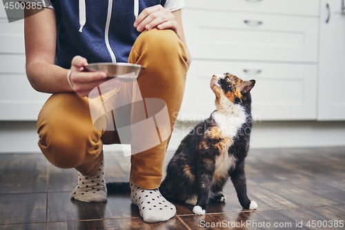 Image of Domestic life with cat