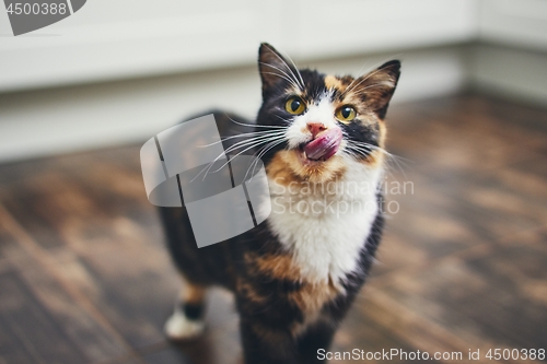 Image of Hungry cat at home kitchen