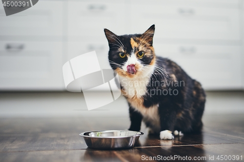 Image of Hungry cat at home kitchen