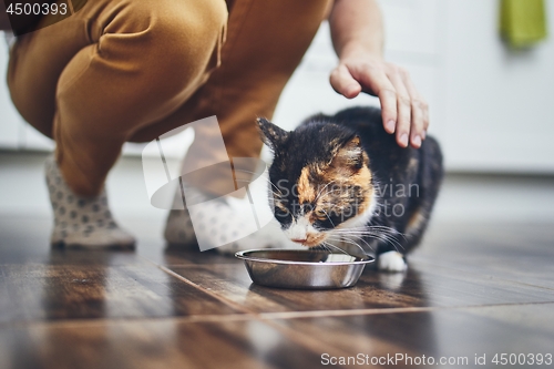 Image of Domestic life with cat