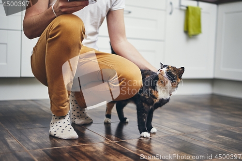 Image of Domestic life with cat