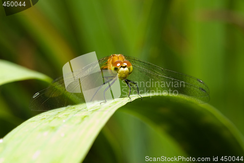 Image of Resting Dragonfly