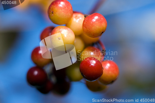 Image of Crab Apples