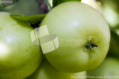 Image of Large Crab Apples