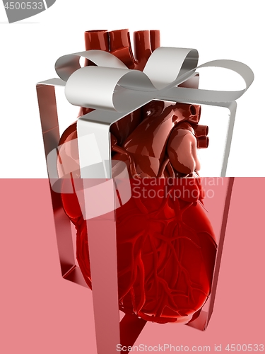 Image of Red human heart with ribbon. Donor concept. 3d illustration