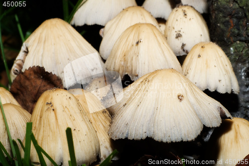 Image of Wild Mushrooms