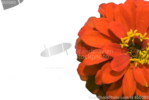 Image of Red Flower