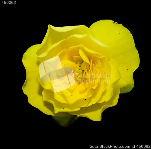 Image of Yellow Flower