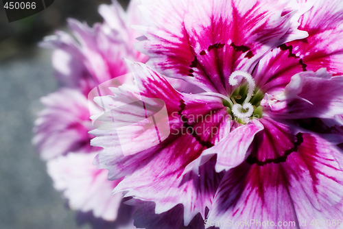 Image of Pretty Flower
